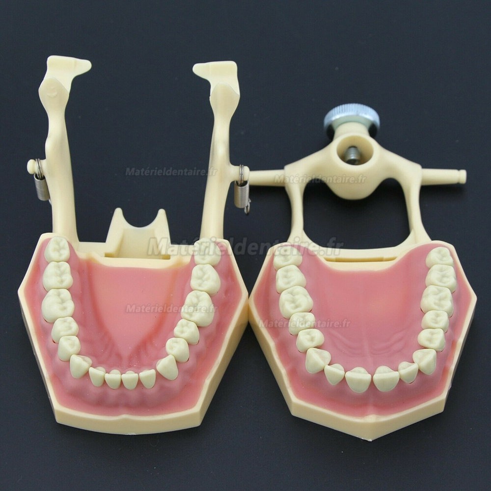 Dental Restorative Typodont Model M8014-2 Compatible Frasaco AG3 Type